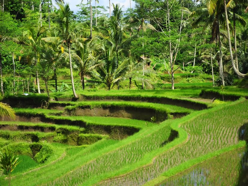 Petani di Sawah Kedisan