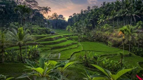 Sawah Terasering Kedisan